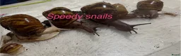 Snails invertebrates for sale: Ovum snails  - Advert 4