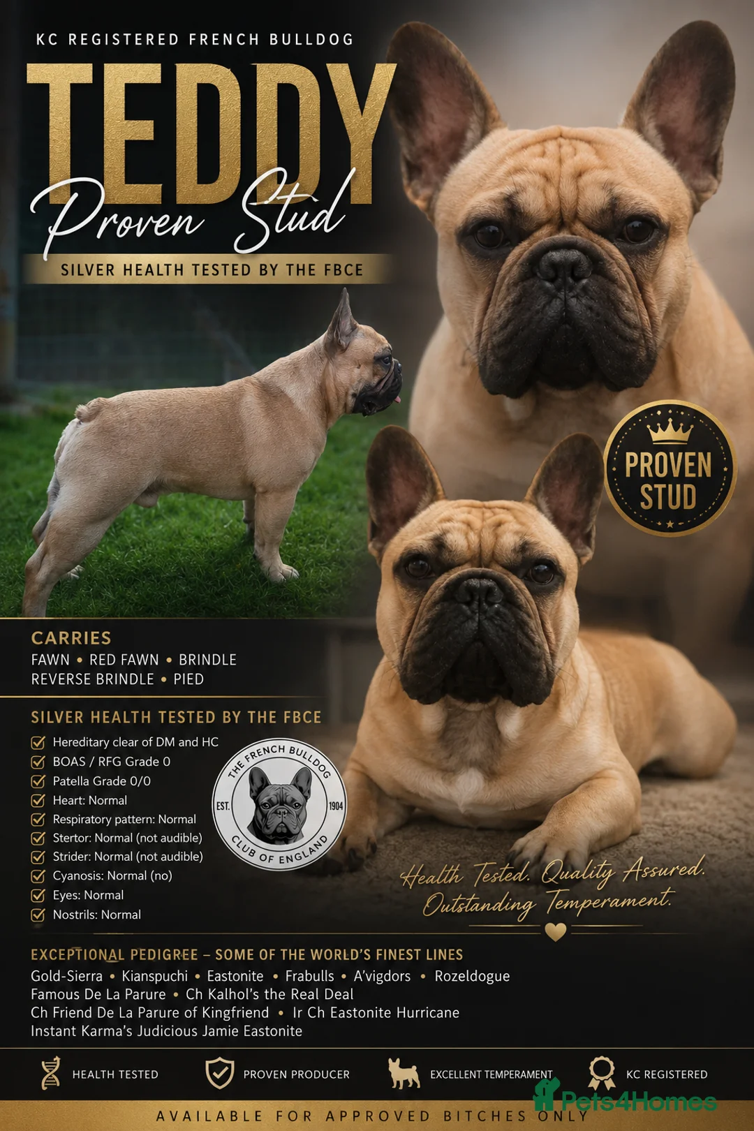 French Bulldog dogs for stud: Standard Fawn French Bulldog Stud. Silver Tested!! - Advert 1