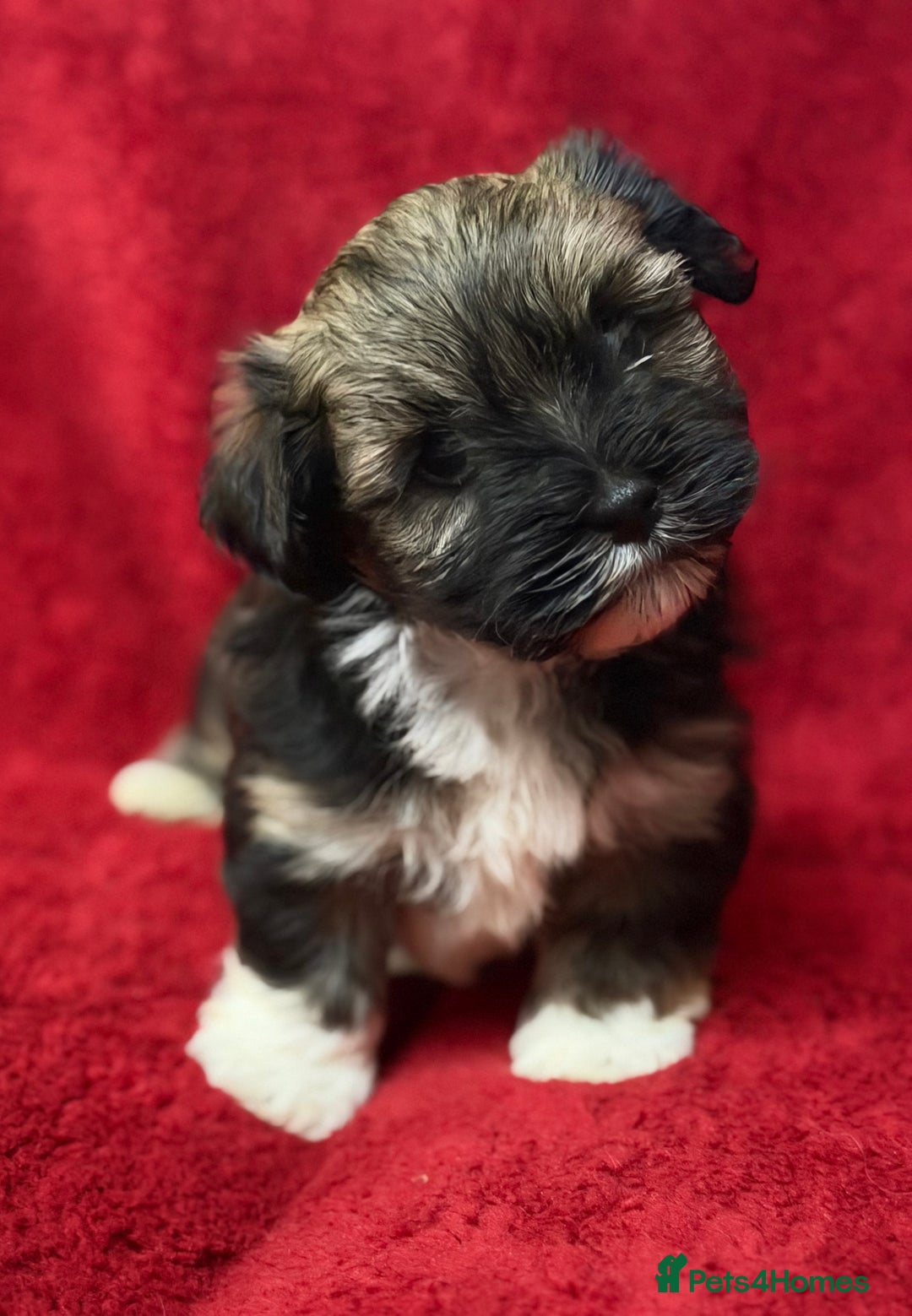 Havanese dogs for sale: Beautiful Havanese Puppies  - Image 26