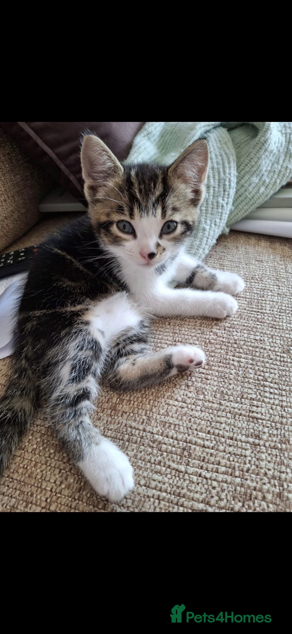 Mixed Breed cats 7 week male kitten - Advert 16