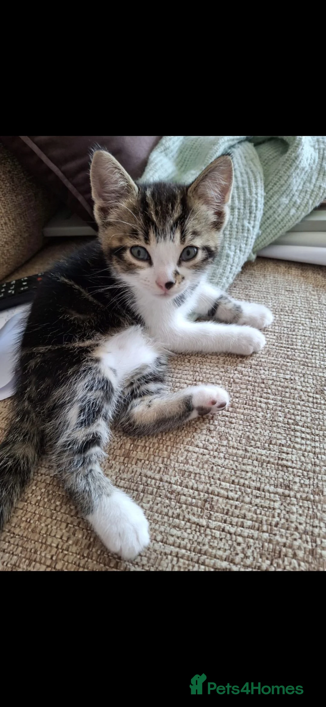 Mixed Breed cats for sale: 7 week male kitten in Gateshead - Advert 1