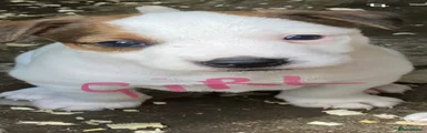 Jack Russell 2