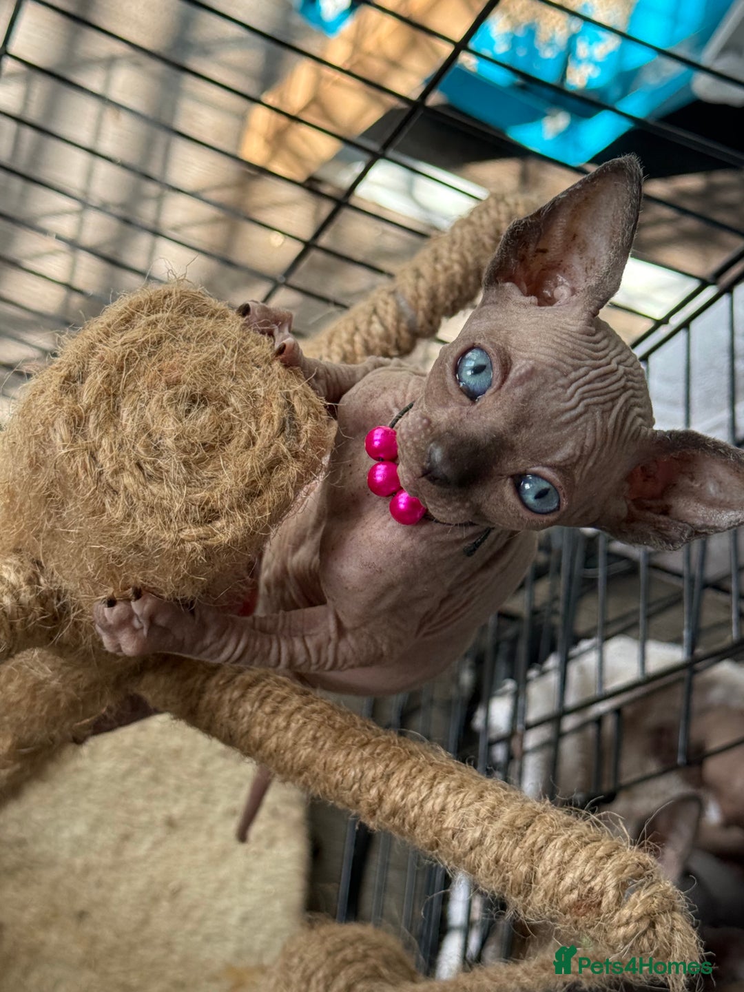 Sphynx cats for sale: Last FEMALE AVAILIBLE NOW!Parents HCM Clear  - Image 11