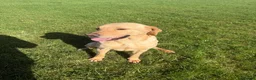 Labrador Retriever dogs for sale: Female Golden Labrador  - Advert 2