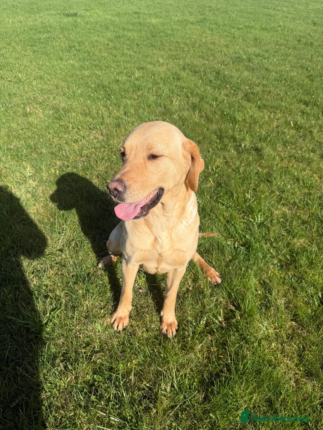 Labrador Retriever dogs for sale: Female Golden Labrador  - Advert 2