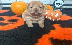 Chow Chow dogs for sale: Merle Chow Chow puppies  - Advert 8