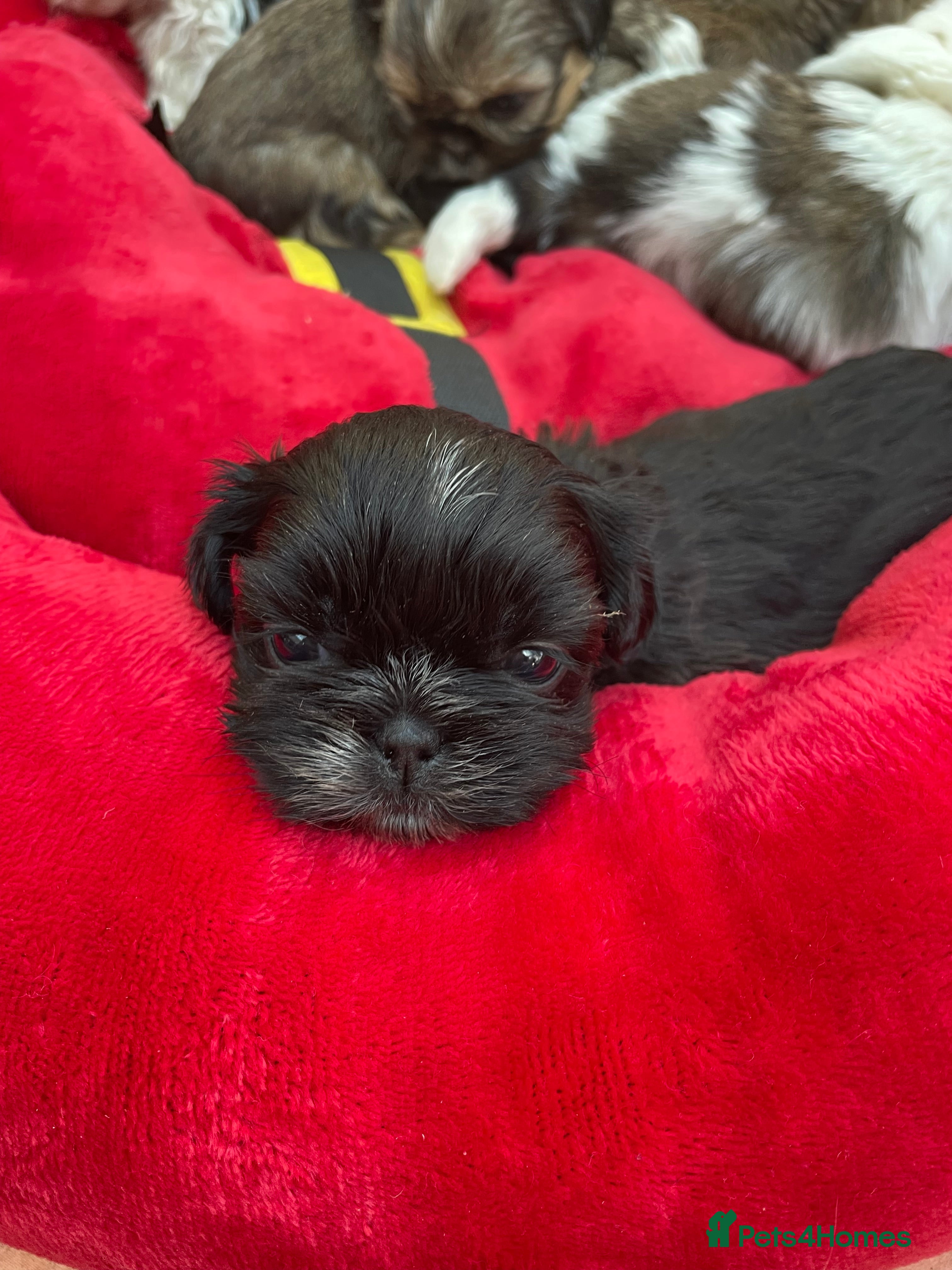 Mixed Breed dogs Lhasa apso cross shihtzu puppies. - Advert 1