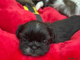 Mixed Breed dogs Lhasa apso cross shihtzu puppies. - Advert 14