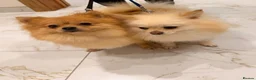 Pomeranian dogs for sale: 2 fluffy Pomeranians for sale  - Advert 25