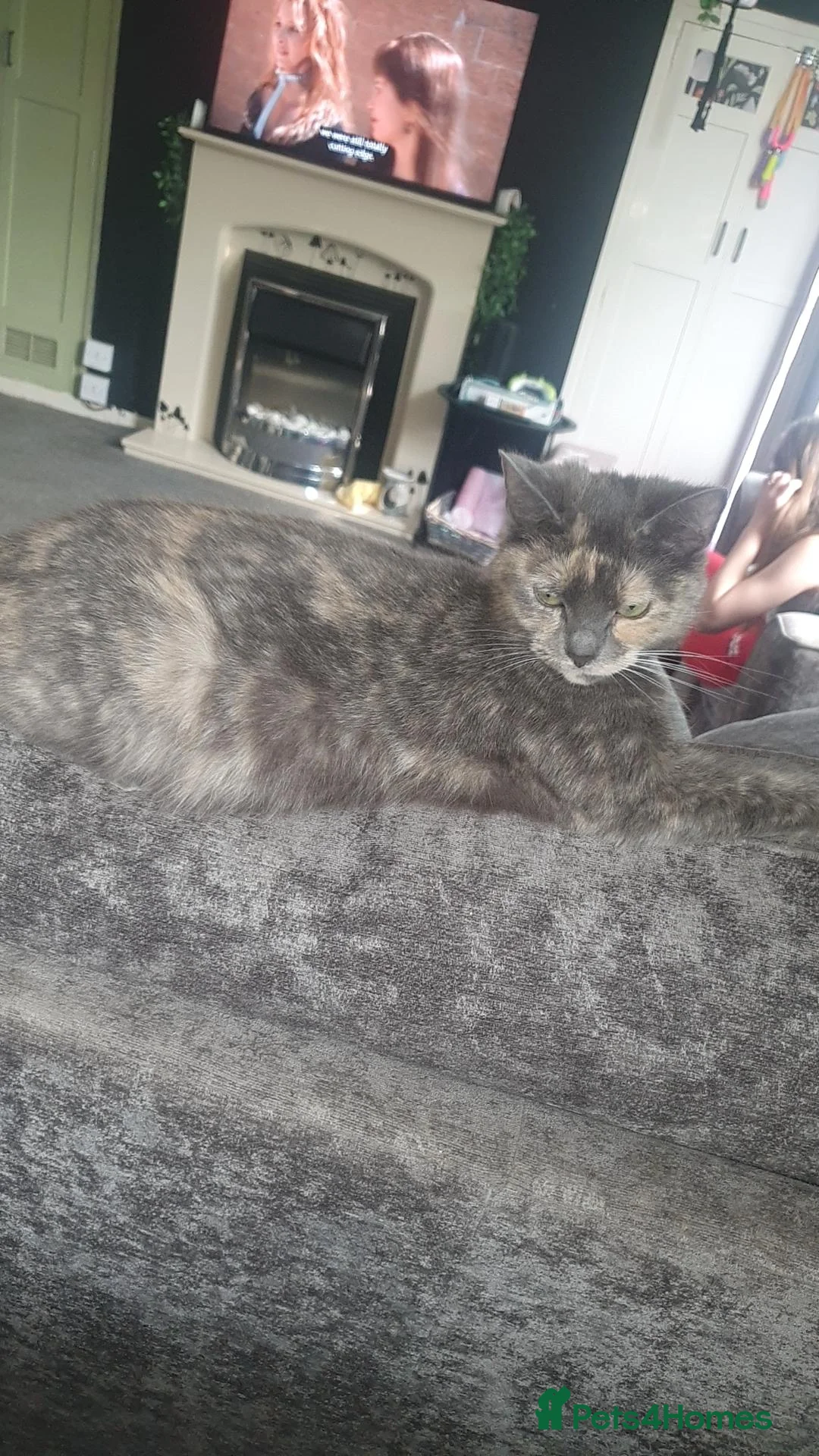 Mixed Breed cats for sale: British shorthair Cross kittens  - Advert 1
