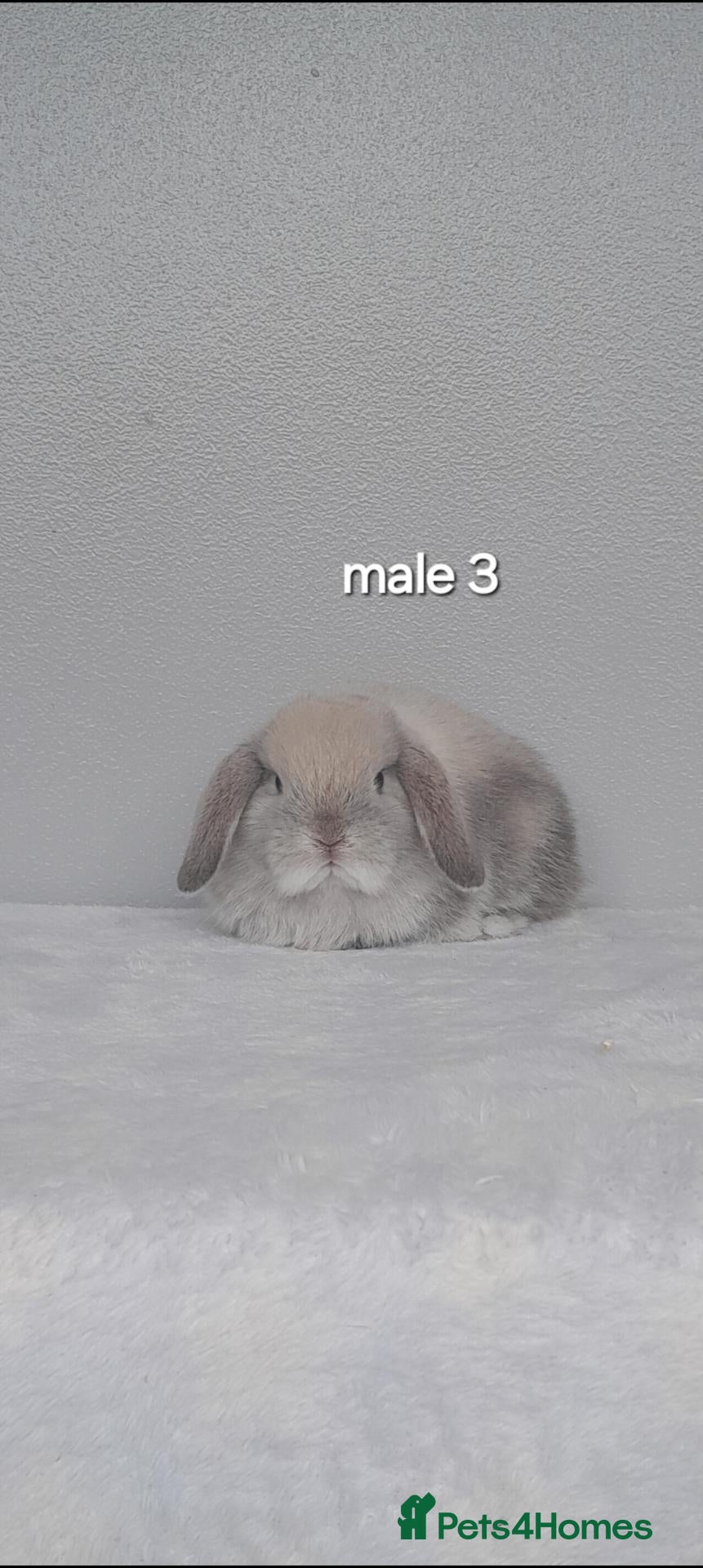 Mini Lop rabbits Purebred mini lop rabbits  - Advert 1