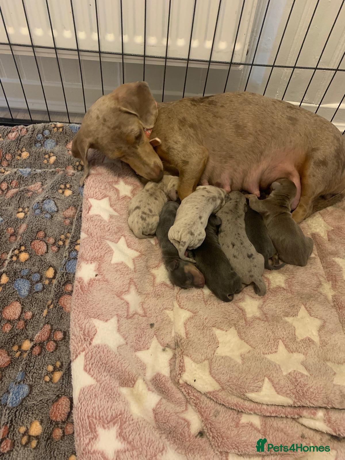 Dachshund dogs Dachshund Puppies(Loverly Colours) - Advert 2