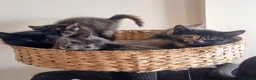 Tonkinese cats for sale: Tonkinese X kittens available - Advert 16