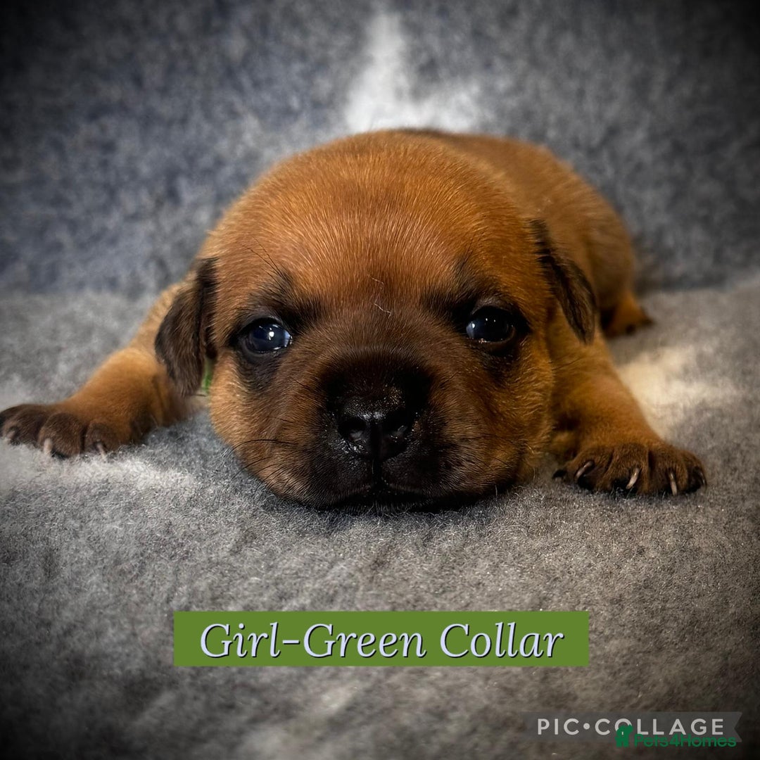 Staffordshire Bull Terrier dogs for sale: Outstanding Vangerbull Red SBT litter!  - Image 9