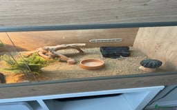 Leopard Gecko reptiles for sale: Female leopard gecko  - Image 8