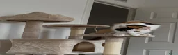 Norwegian Forest Cat cats for sale: Norwegian Forrest Cross Kittens  - Advert 18