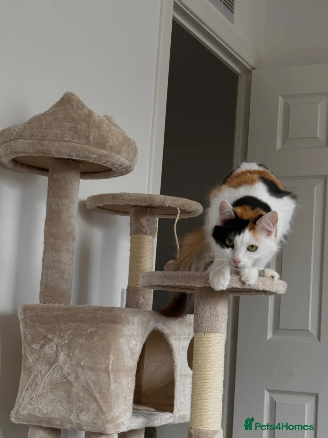 Norwegian Forest Cat cats for sale: Norwegian Forrest Cross Kittens  - Advert 18