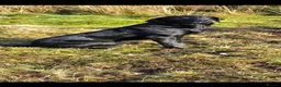 Labrador Retriever dogs for sale: Exceptional kc reg labradors  in Thirsk - Advert 12