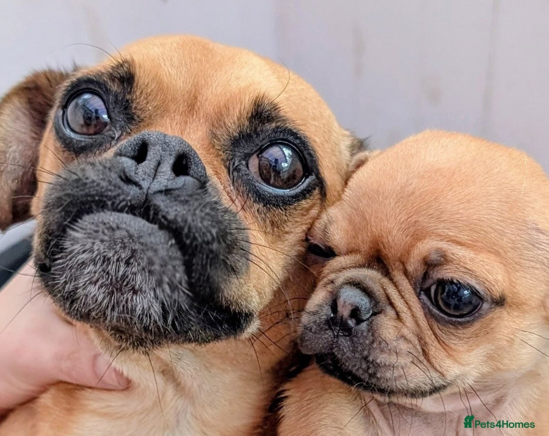 Jug dogs for sale: Handsome Tan Jug Boy  - Image 3