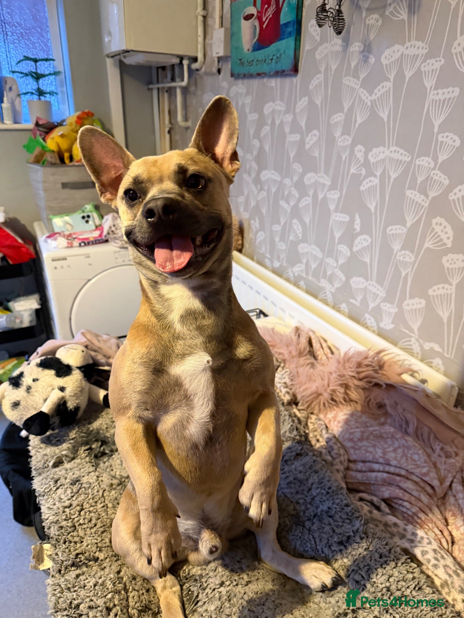 Mixed Breed dogs Gorgeous French Bull dog cross Chihuahua puppies  - Advert 2