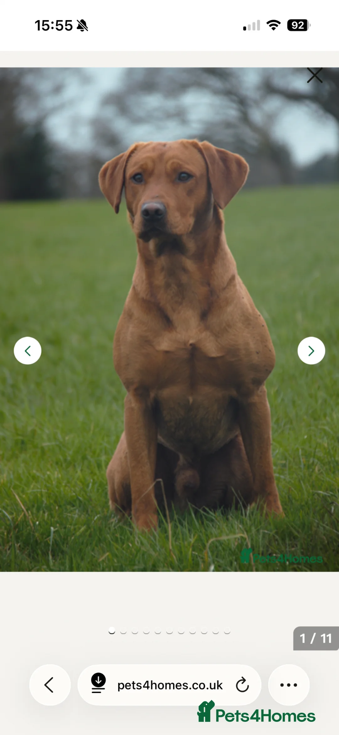 Labrador Retriever dogs for sale: KC Registered Fox Red Labrador Puppies - Advert 11