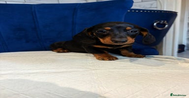 Miniature Dachshund dogs Miniature Dachshunds  - Advert 2