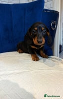 Miniature Dachshund dogs Miniature Dachshunds - Advert 2