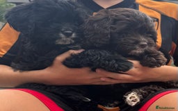 Cavapoo dogs for sale: F1 Cavapoo pups girls ready to leave now . - Image 20