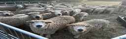 Sheep livestock for sale: Unregistered grey face dartmoors  - Advert 1