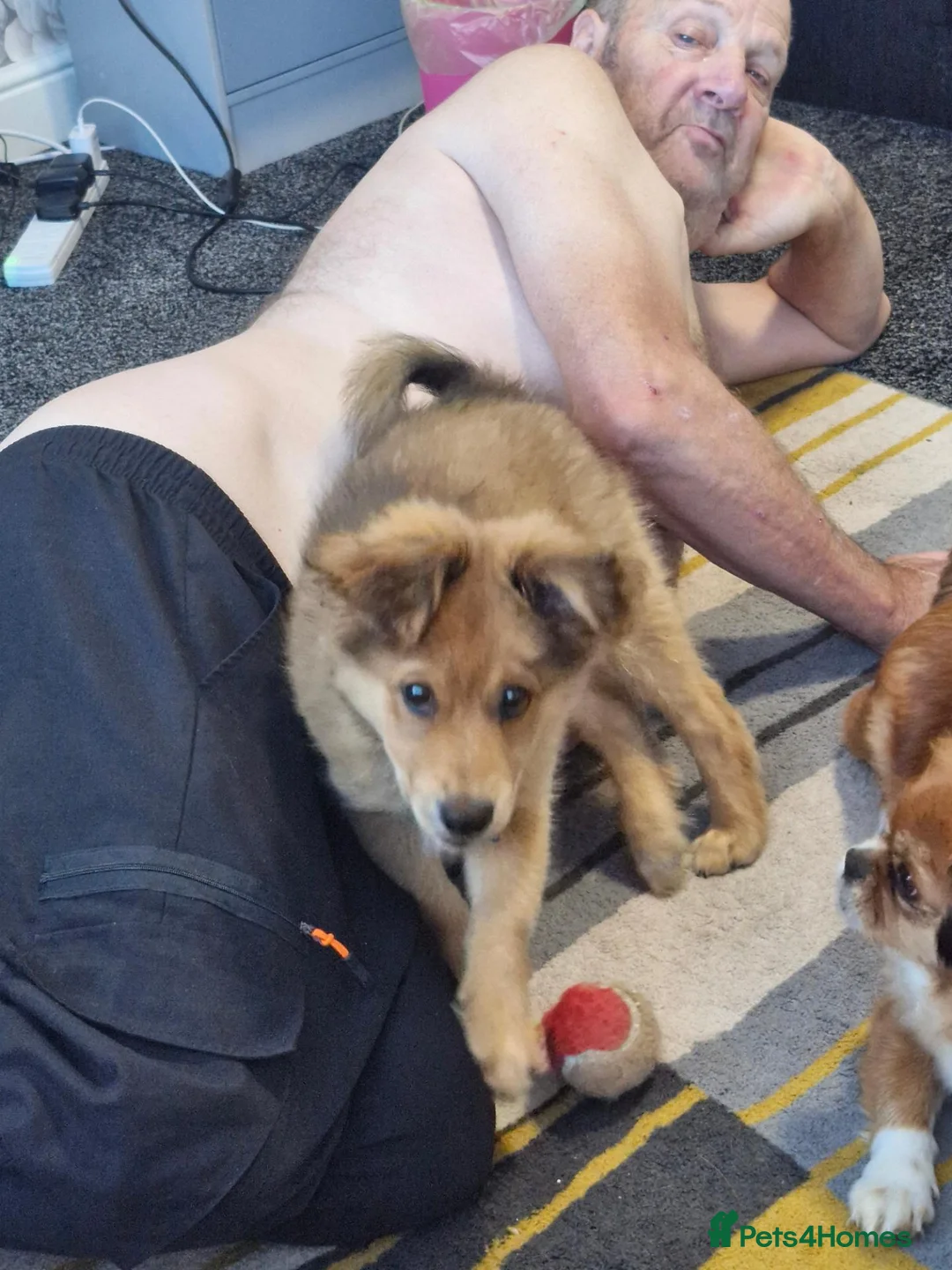 Mixed Breed dogs for sale: 4 month male Pomeranian cross king Charles £450 in Scunthorpe - Advert 2