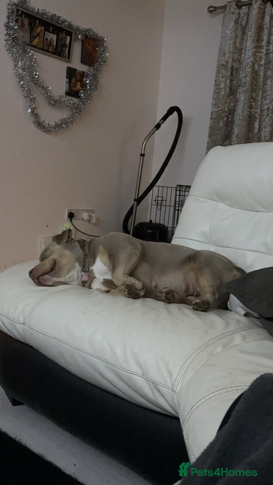 American Bully dogs for sale: Female micro bully - Advert 2