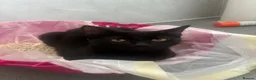 Domestic Shorthair cats for sale: KITTENS FREE in Mitcham - Advert 6