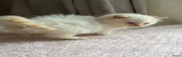 Ragdoll cats for sale: Full TICA Reg Ragdolls - Advert 9