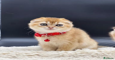 Scottish Fold cats - Advert 6