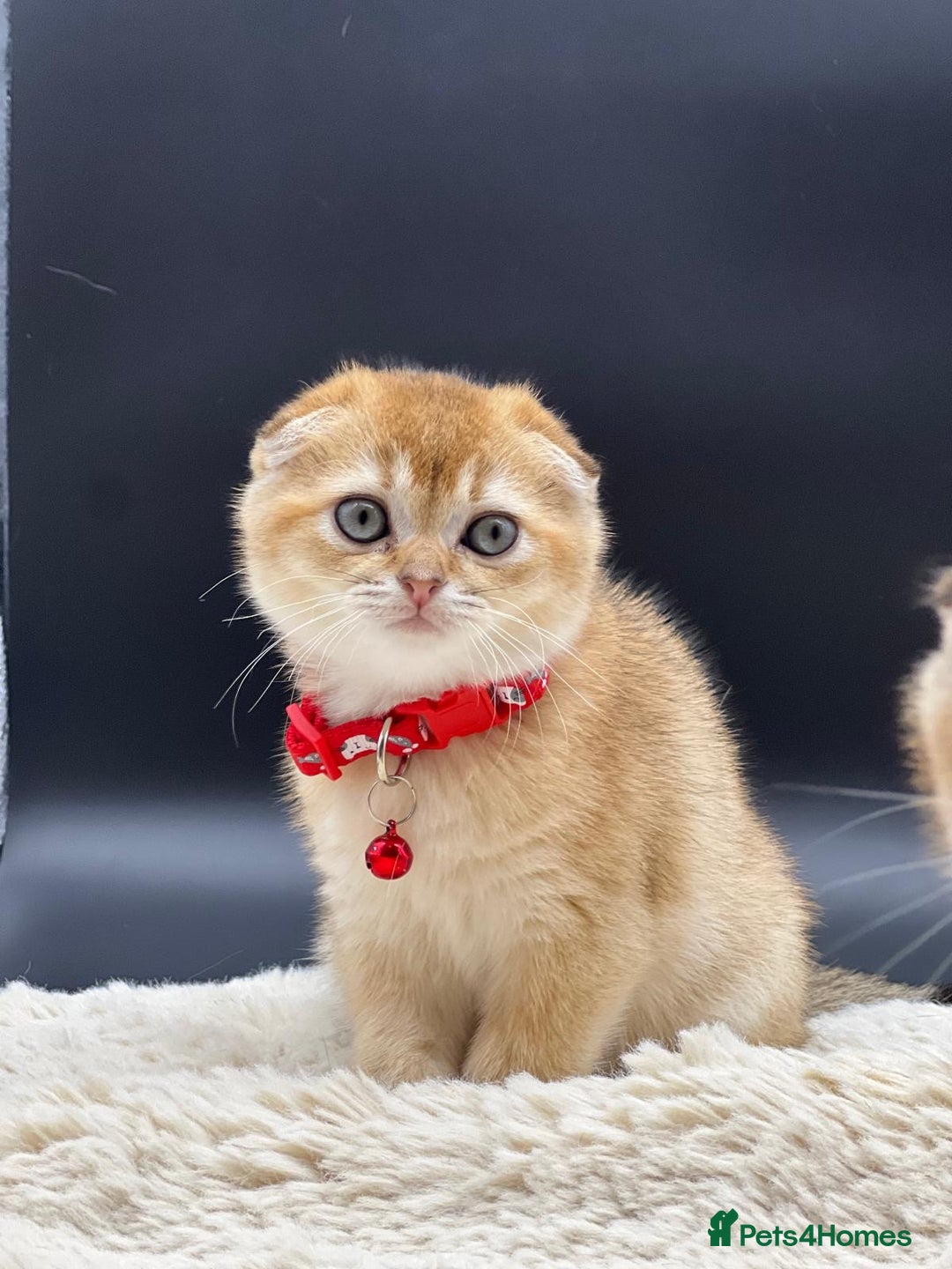 Scottish Fold cats for sale: Beautiful Scottish Straight/Fold Kittens - Image 3