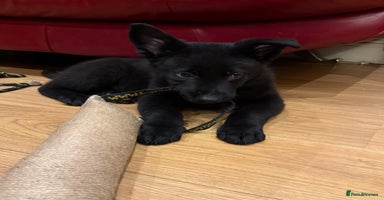 German Shepherd dogs KC Reg Working Line GSD pups. - Advert 11
