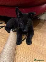 German Shepherd dogs KC Reg Working Line GSD pups. - Advert 11