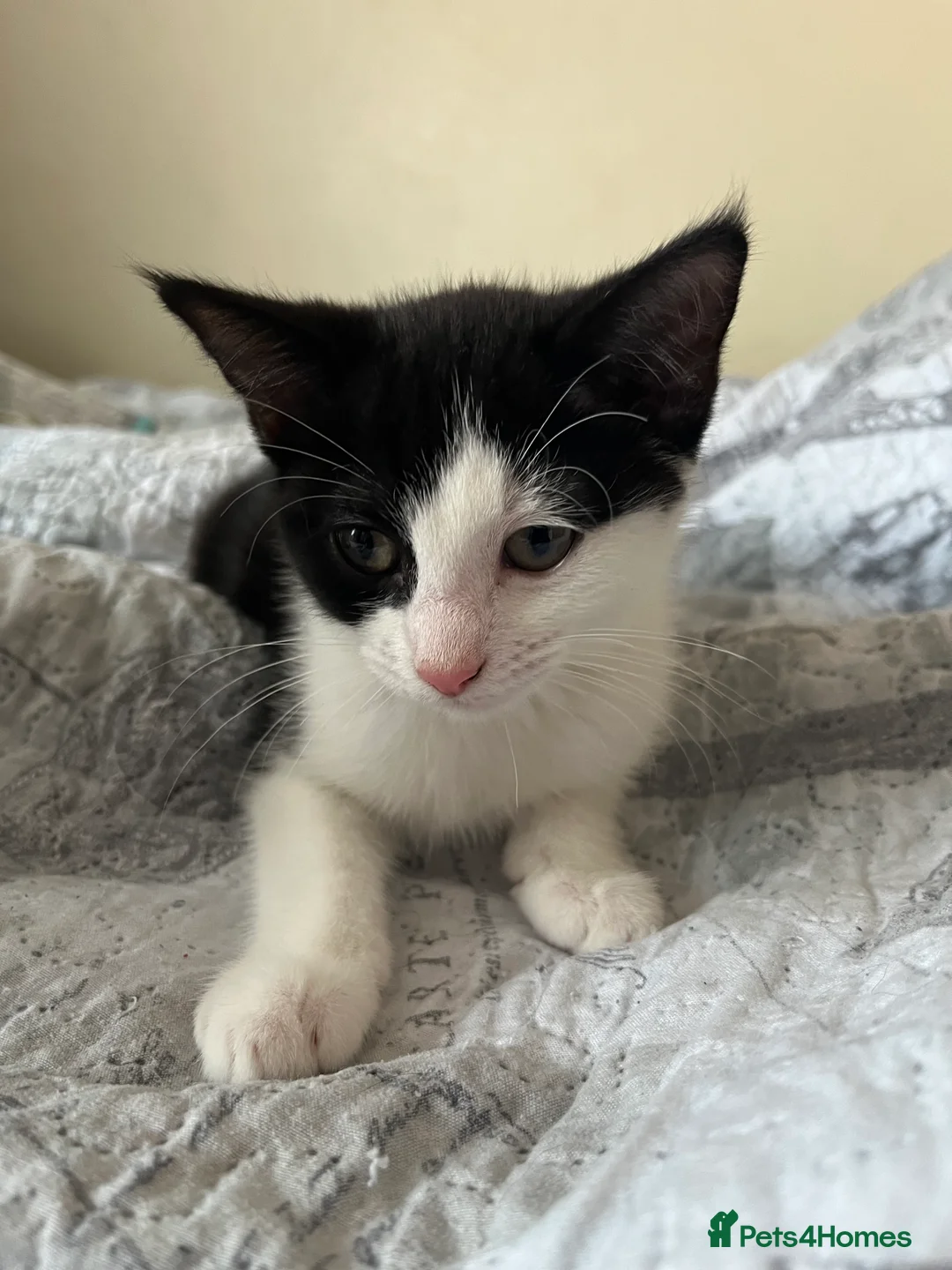 Mixed Breed cats for sale: 2 female kitten - Advert 4