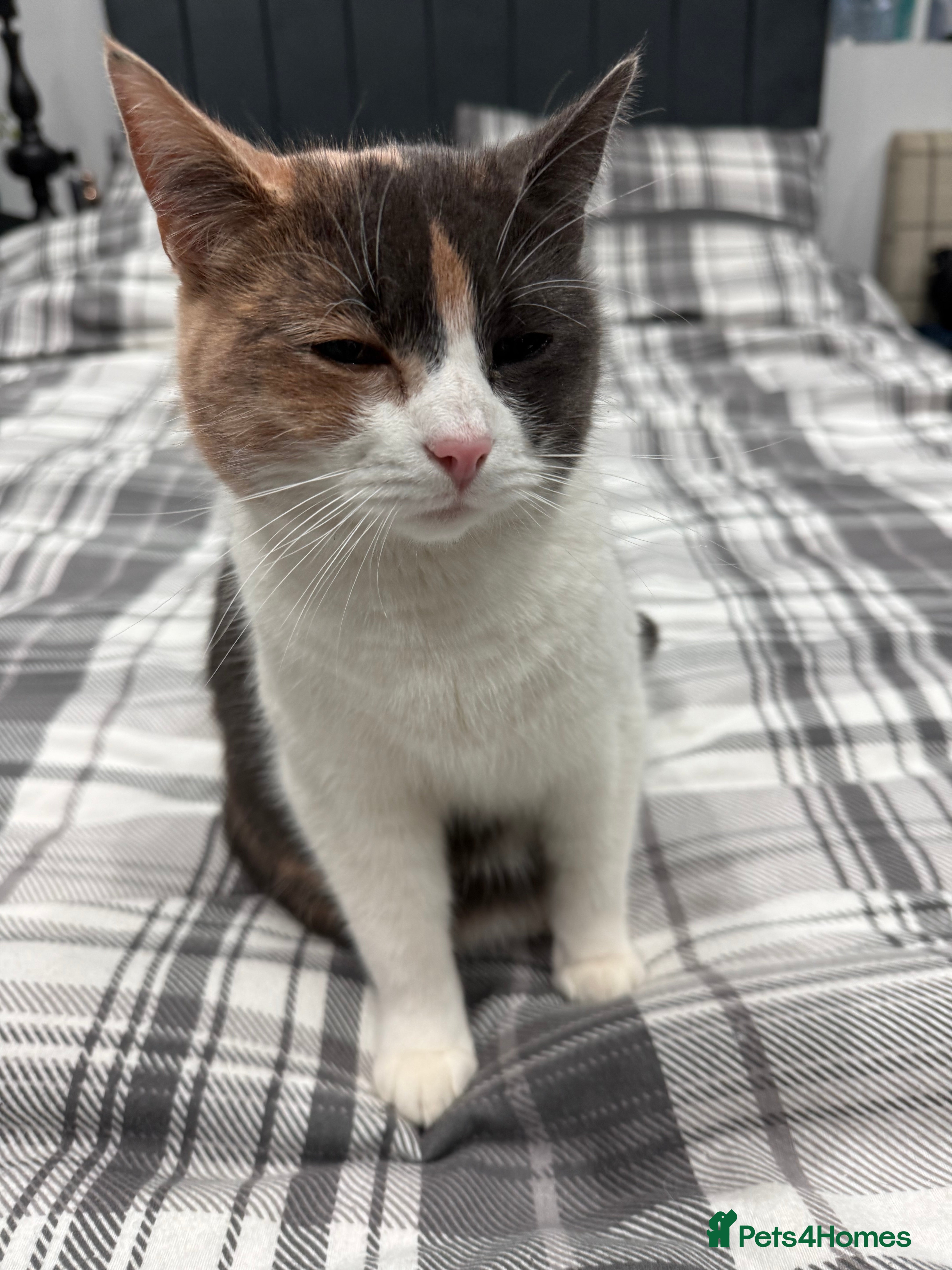 British Longhair cats Mia beautiful family cat  - Advert 3