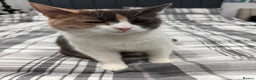 British Longhair cats for sale: Mia beautiful family cat  - Advert 1