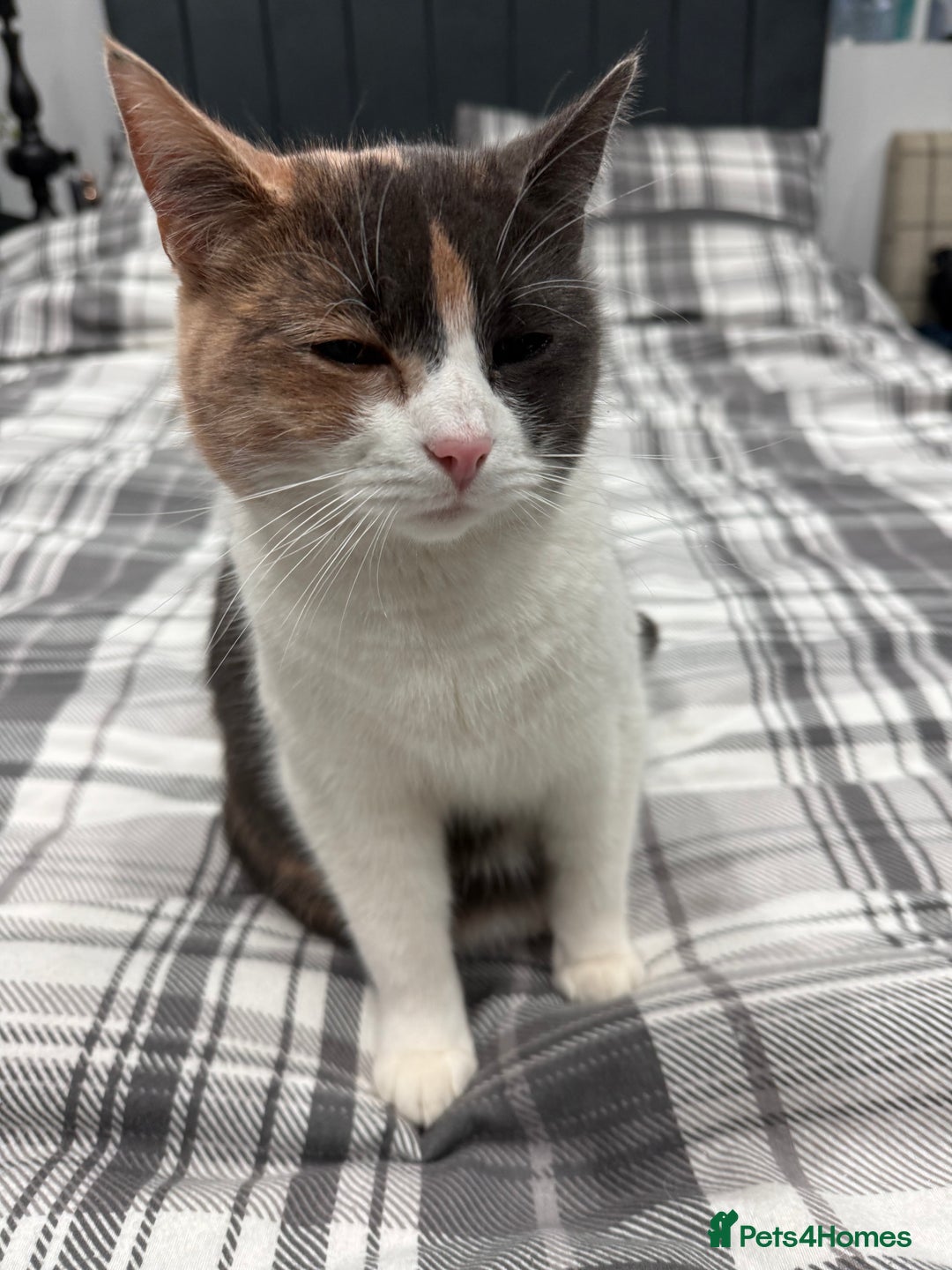 British Longhair cats for sale: Mia beautiful family cat  - Advert 1