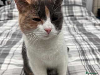 British Longhair cats Mia beautiful family cat - Advert 1