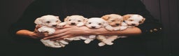 Maltipoo dogs for sale: BEST IN CLASS - F2 MALTIPOO PUPPIES - Advert 1