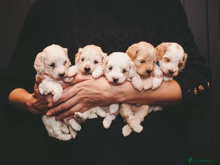 Maltipoo dogs ONLY TWO LEFT - BEST IN CLASS F2 MALTIPOO PUPPIES - Advert 1