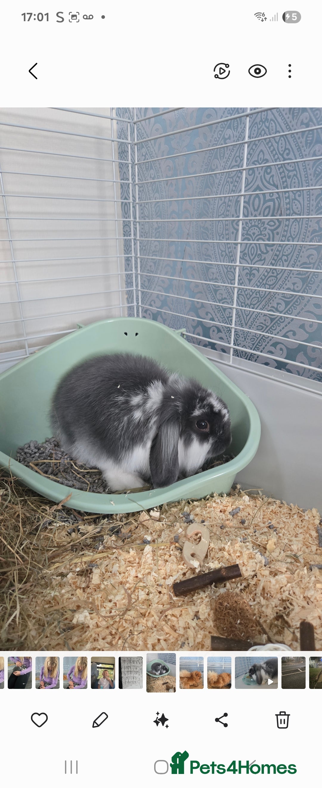 Mini Lop rabbits for sale: Mini lop & lioness 🐰 & cage , accessories ♥️  - Image 1