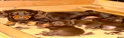 Miniature Dachshund dogs for sale: 4 chocolate & tan mini dachshunds all boys - Advert 2