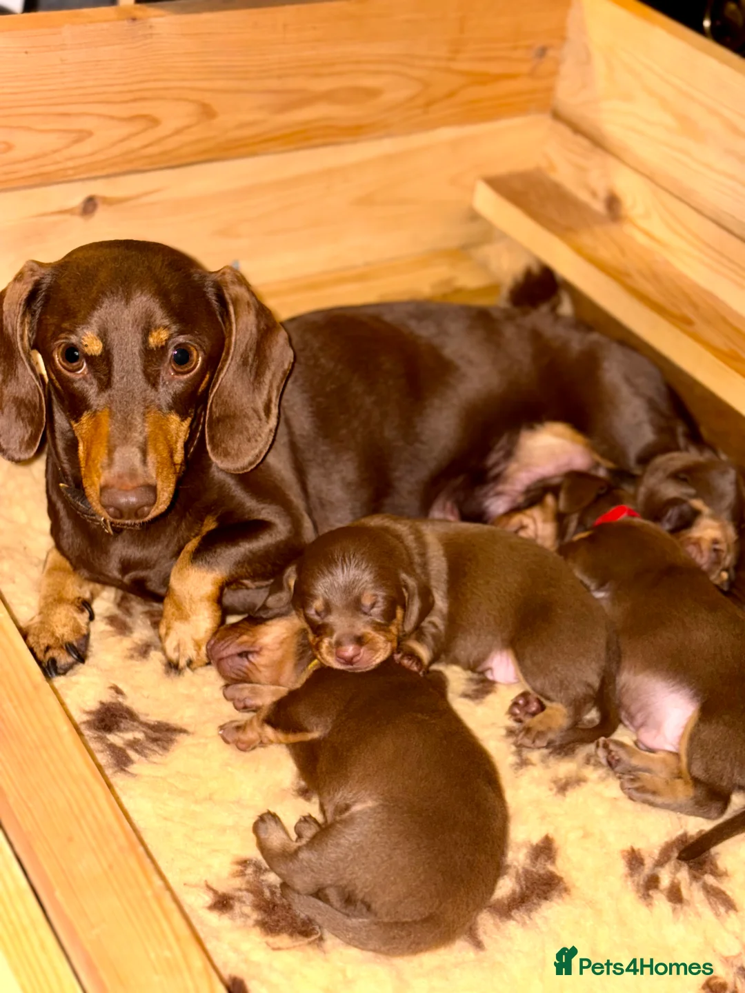 Miniature Dachshund dogs for sale: 4 chocolate & tan mini dachshunds all boys - Advert 2