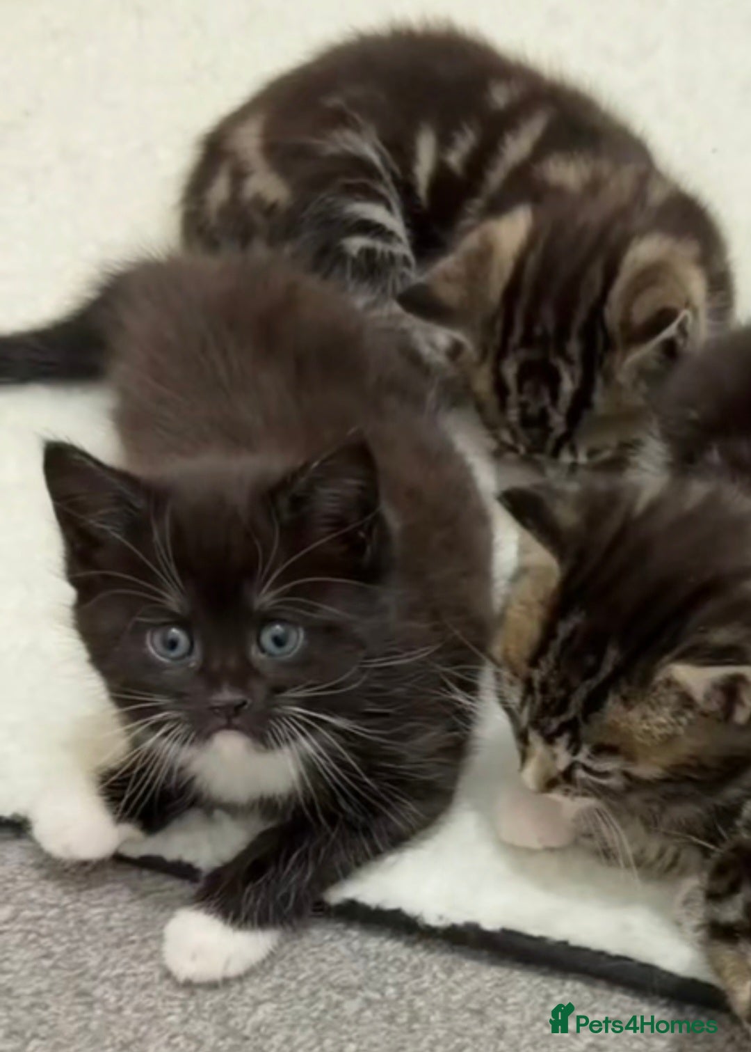 Mixed Breed cats for sale: Family of 4 kittens mixed breed tuxedo/tabby £50  - Advert 2