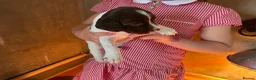 English Springer Spaniel dogs for sale: Springer Spaniel Puppies  in West Linton - Advert 4