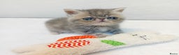 Exotic cats for sale: Chubby kittens - Advert 3